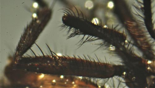 Fannia atripes